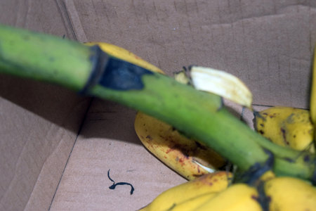 Bunch of bananas on a cardboard box. Selective focus.の写真素材