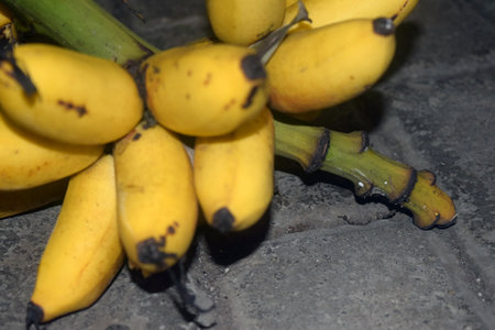 Bunch of ripe yellow bananas on a black background, close-upの写真素材
