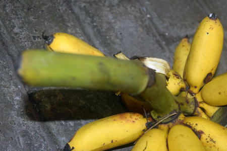 Bunch of bananas on a wooden table. Selective focus.の写真素材