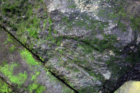 Green moss on stone texture background. Green moss on stone texture.の写真素材