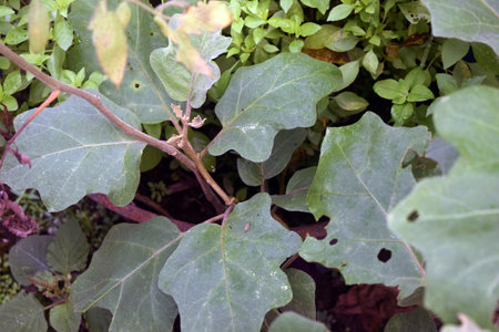 Plant of eggplant in the garden, Thailand, South East Asiaの写真素材
