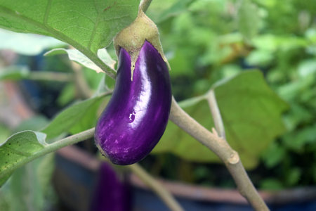 Purple eggplant on a branch in the garden. Close up.の写真素材
