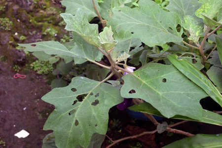 Eggplant plant in the garden, closeup of photo.の写真素材