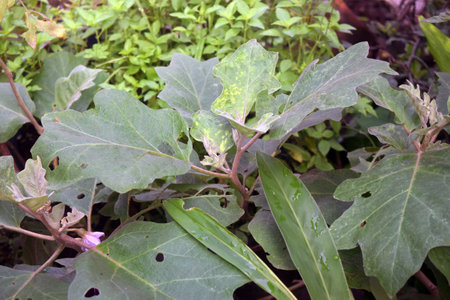 Eggplant plant in the garden, closeup of photo.の写真素材