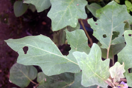 Eggplant leaves with holes in the ground, closeup of photoの写真素材