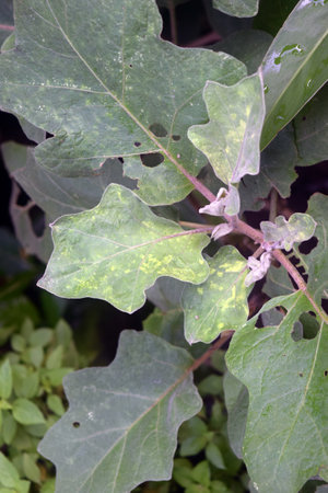 Eggplant, Solanum melongena variegataの写真素材