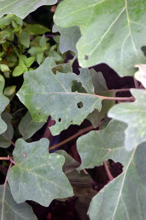 Eggplant leaves with holes in the ground in the garden.の写真素材