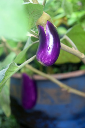 purple eggplant in a pot, closeup of photo.の写真素材