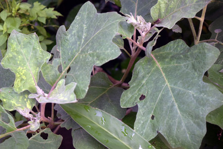Eggplant plant in the garden, closeup of photo.の写真素材