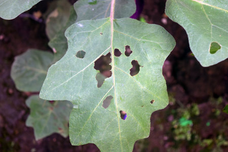 Eggplant leaf with holes in the garden, close-upの写真素材