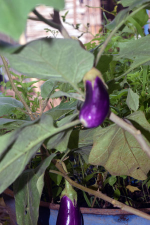 purple eggplants in the garden, closeup of photoの写真素材