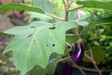 Purple eggplant on the tree in the garden, stock photoの写真素材
