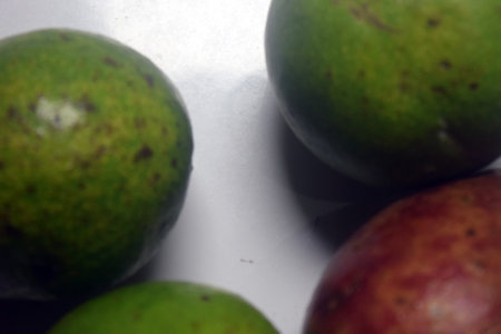 mango fruit on white background, closeup of green mango fruitの写真素材