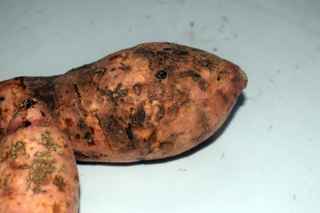 Close up of sweet potato on white background. Organic food concept.の写真素材