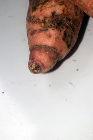 Sweet potato isolated on white background. Close up of yam.の写真素材