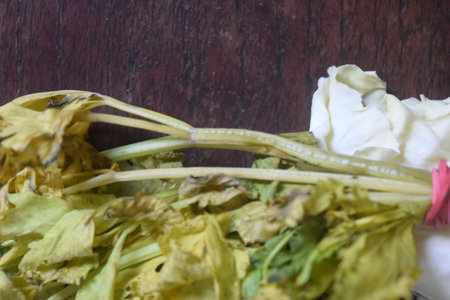 dried leaves of cilantro on a wooden table, top viewの写真素材