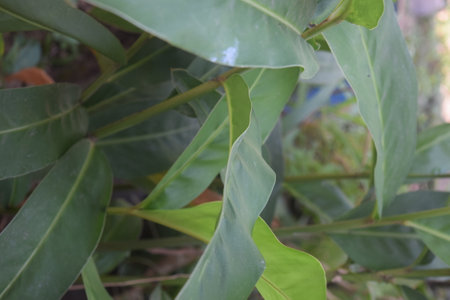 Close up of green ficus leaves in garden. Nature background.の写真素材