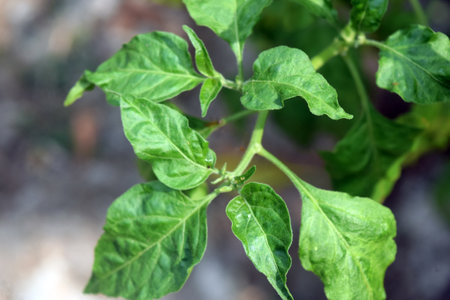 green chilli pepper plant in nature garden with copy space for textの写真素材