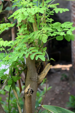 moringa tree in garden,Moringa oleiferaの写真素材