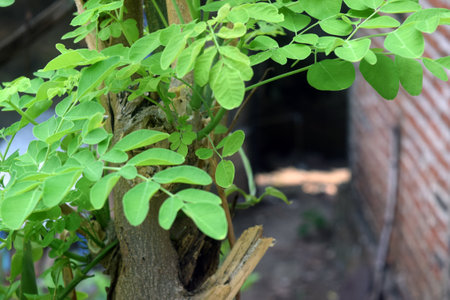 Green leaves of the tree in the garden on a sunny day.の写真素材