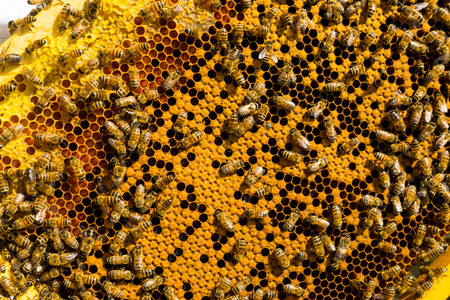 Beehive