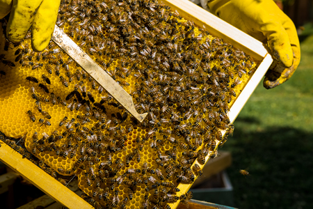 Beekeeper at work