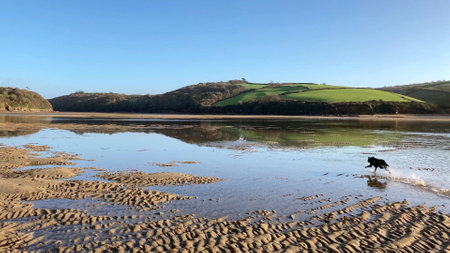 A joyful black Labrador splashes through shallow water on a sunny day, with lush green hills reflecting off a calm beach setting at Mothecombe in Devon, UK.の写真素材