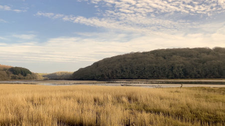 A view of a wetland landscape showing a grassy shoreline and a peaceful river amidst a natural...