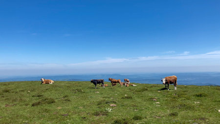 Bulgarian alpine cows graze on a lush green mountaintop pasture under a vibrant blue sky. The...
