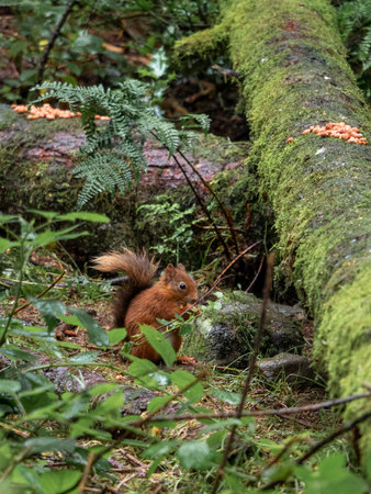An active red squirrel explores the vibrant green forest undergrowth, surrounded by ferns and moss-covered logs, showcasing a pristine and lively habitat - Scotland, UKの写真素材