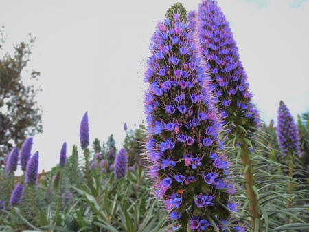 Lavender flowers