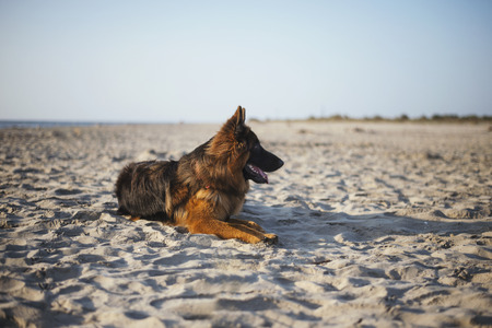 German Shepherd dog on the beachの写真素材