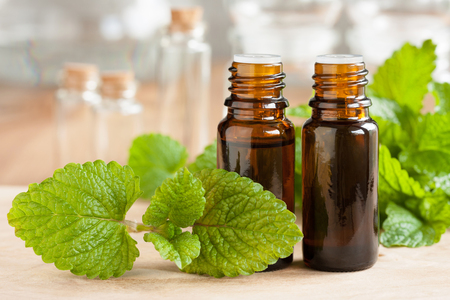 Melissa (lemon balm) essential oil - two bottles with fresh melissa leaves in the foregroundの写真素材