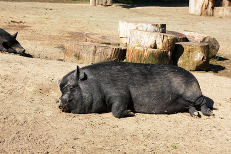 Lazy fat pig sleeping in the sunの写真素材