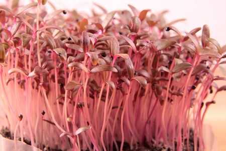 Red amaranth microgreens grown indoors in soil.の写真素材