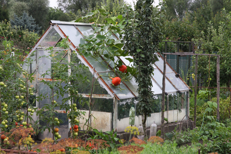 A small greenhouse in the garden with Hokkaido pumpkins on the roofの写真素材
