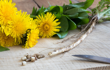 Dandelion root, with dandelion flowers and leaves in the background