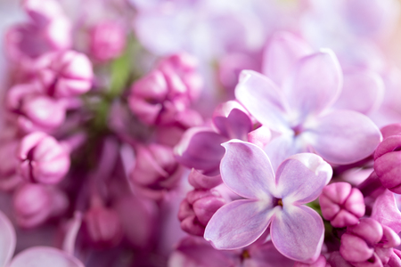 Detail of violet lilac flowers on a branchの写真素材