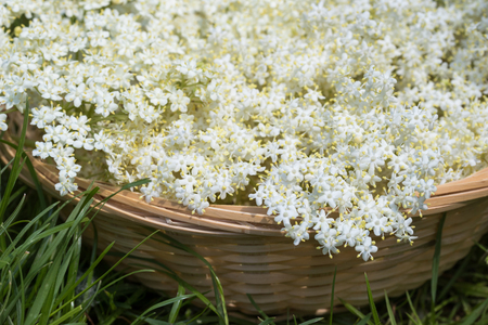 White elder flowers in a wicker basketの写真素材