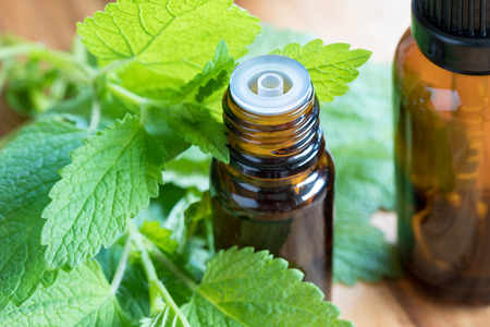 Melissa (lemon balm) essential oil - a bottle with fresh melissa leaves in the foregroundの写真素材