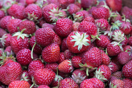 Closeup of a pile of freshly harvested strawberries.の写真素材