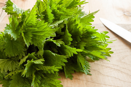 Fresh nettles on a cutting board with a knifeの写真素材