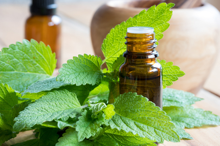 Melissa (lemon balm) essential oil - a bottle with fresh melissa leavesの写真素材