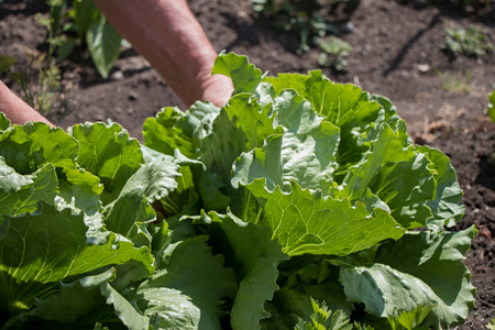 Lettuce being harvested by a gardener in late springの写真素材