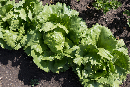 Iceberg lettuce growing in the garden in late springの写真素材