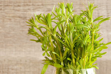 Fresh bedstraw plant on a wooden background with copy spaceの写真素材