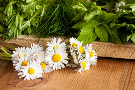 Daisies and other wild edible plants growing in spring - bedstraw, ground elder (Aegopodium podagraria), wild chives, on a wooden backgroundの写真素材