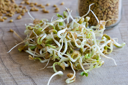 Sprouted fenugreek, with dry fenugreek seeds in the backgroundの写真素材
