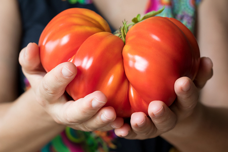 Hands holding and offering a giant Zapotec pleated heirloom tomatoの写真素材