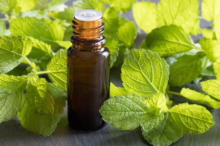 A bottle of melissa (lemon balm) essential oil on a dark background, with fresh melissa leaves in the backgroundの写真素材